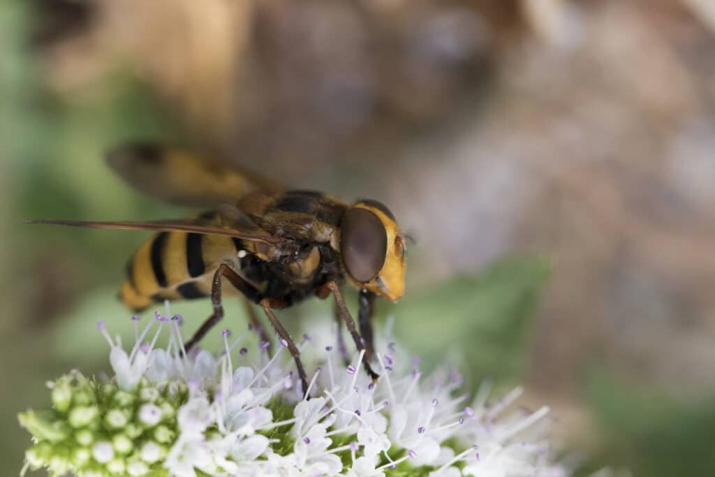 pollinisateurs Vallon Yzeron