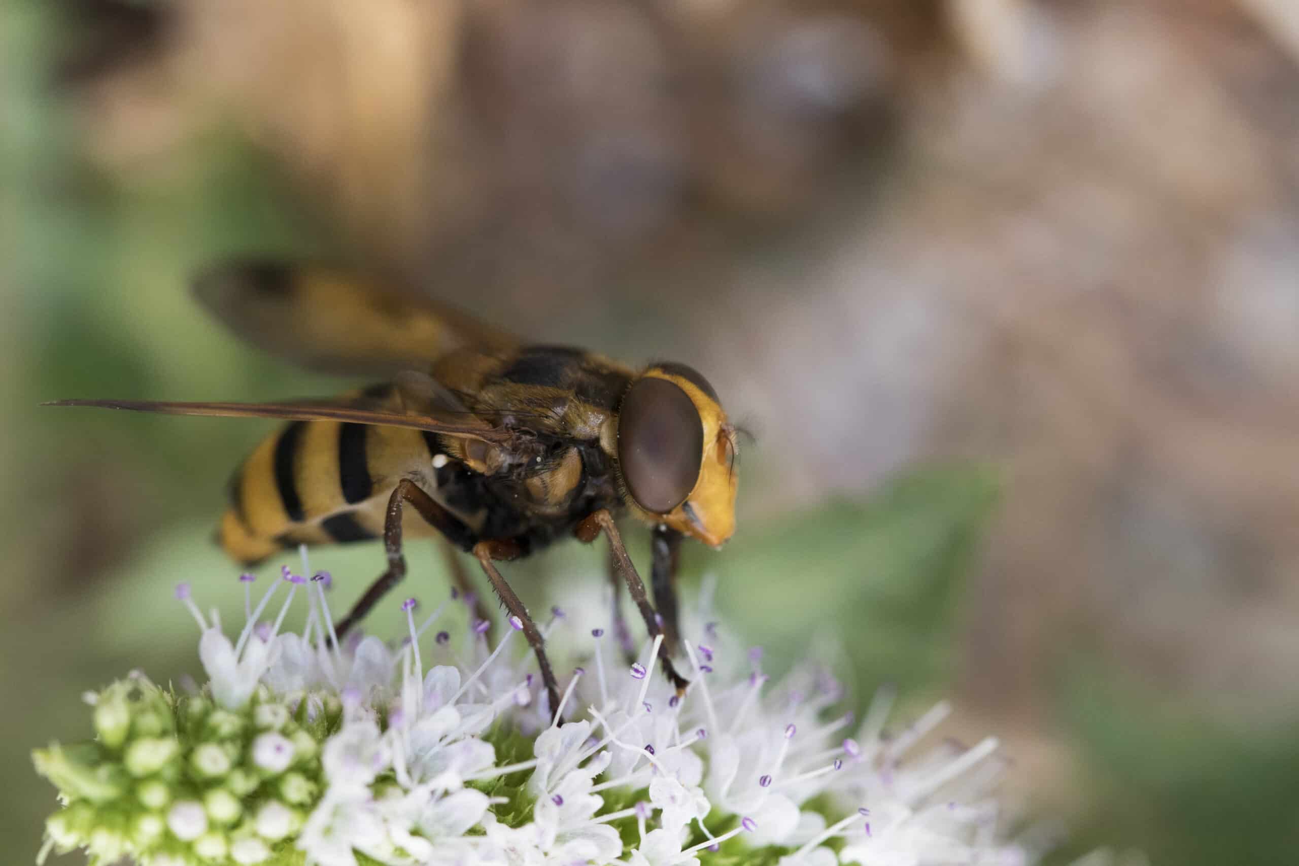 pollinisateurs Vallon Yzeron